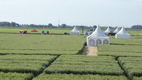 Open dag tarwe