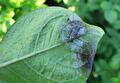 Phytophthora blad