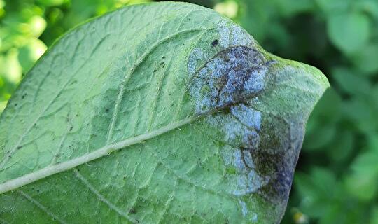 Phytophthorabestrijding aardappel