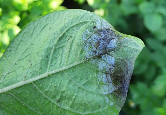 Phytophthora blad
