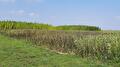 Veldboon ziek