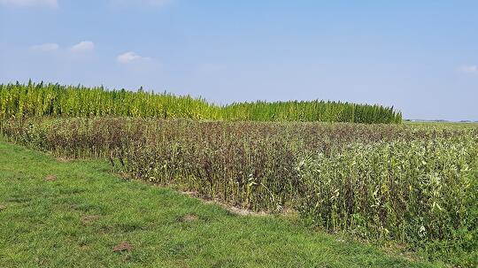 Veldboon ziek