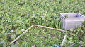 Groenbemesters monstering