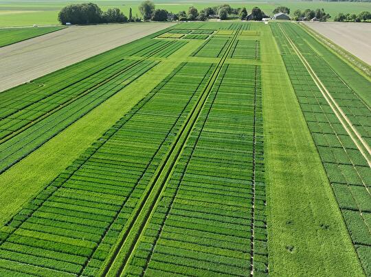 Rassenproef tarwe drone 2024