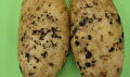 Rhizoctoniabestrijding aardappel