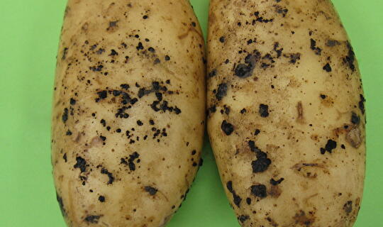 Rhizoctonia zwaar