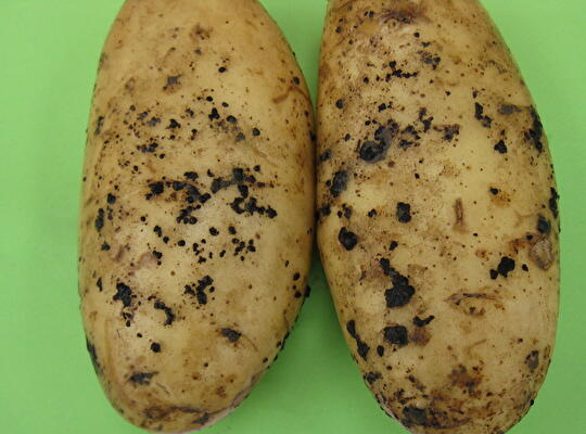 Rhizoctonia zwaar