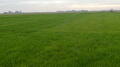 Gras