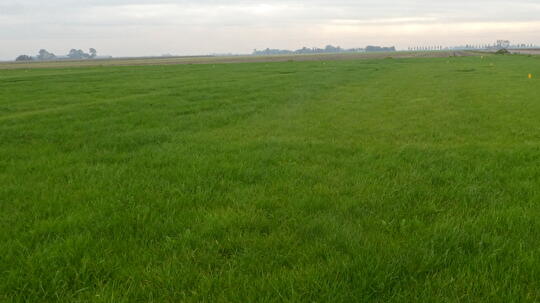 Gras