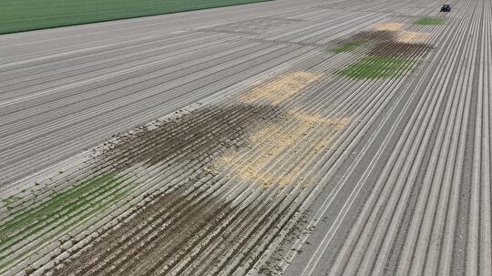 Strooien trans4num aardappel