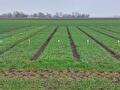 Rassenproef tarwe drone 2024