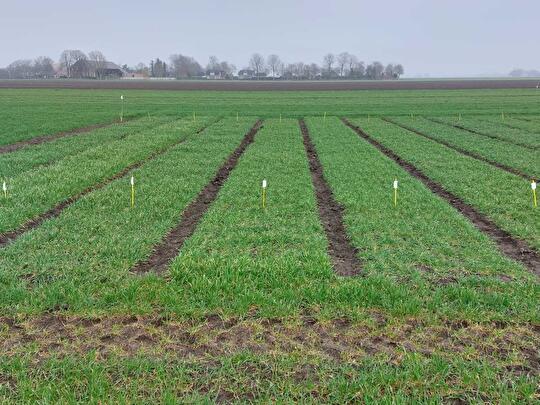 Rassenproef tarwe drone 2024