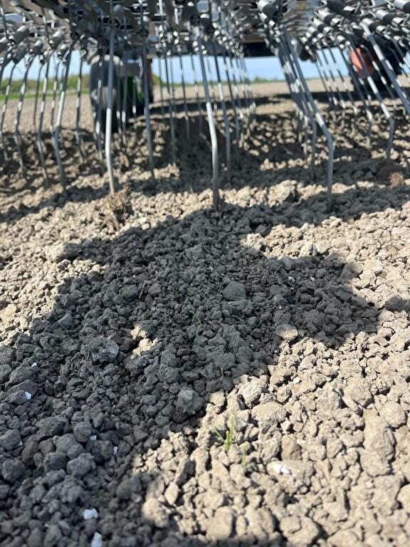 Eggen uien